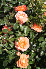 Betty Harkness.webp