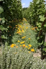 Kaliforniamoon zwischen Wein.webp