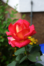 unbekannte Edelrose (3).webp