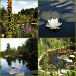 Collage Teich.webp