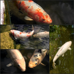 Collage Koi.webp