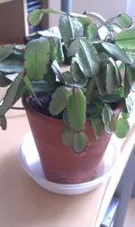 IMAG2319.webp