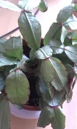 IMAG2320.webp