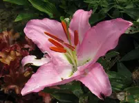 IMG_5975_1067x800.webp