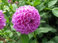 IMG_dahlie 1_800x600.webp