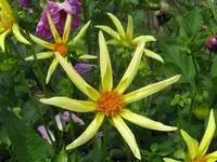 IMG_dahlie 2_800x600.webp