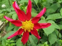 IMG_dahlie 3_800x600.webp