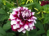 IMG_dahlie 4_800x600.webp