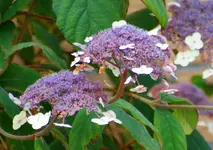 DSC04636 - Kopie.webp