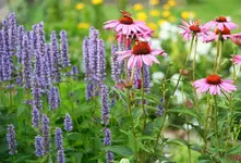 Blue Fortune und Echinacae.webp