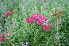 Katzenminze und pinkige Schafgarbe.webp
