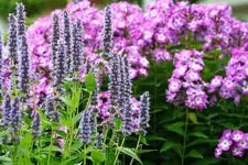 Blue Fortune und lila-weißer Phlox.webp