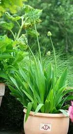 Ornithogalum Saundersiae oder Milchstern.webp