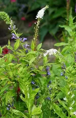 Schneefelberich und blaue Lobelie.webp
