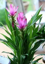 Siam Curcuma.webp