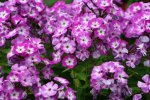 lila-weißer Phlox.jpg