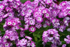 lila-weißer Phlox.webp