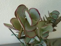 Crassula_arborescens_ssp_arborescens_Margrit_2.webp