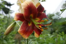 DSC05911.webp
