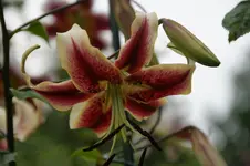 DSC05913.webp