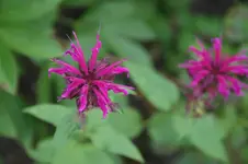 DSC05910.webp