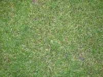 rasen2.webp