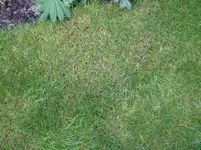 rasen3.webp