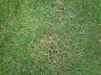rasen4.webp
