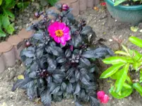 25072011167.webp