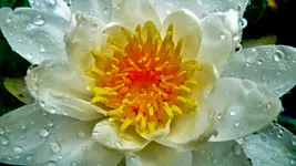 Tropfen (1 von 1).webp