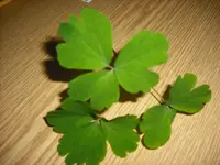 Verschiedenes 2011 012.webp