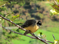 Fantail-Faecherschwanz (1).webp