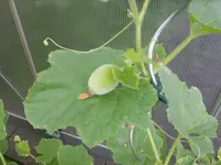 melonen 001.webp