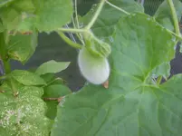 melonen 002.webp