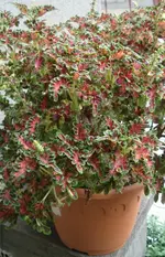 DSC03760.webp