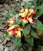 DSC03751.webp