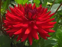 CIMG0648.webp