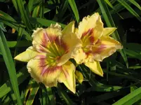 IMG_a50_1067x800.webp