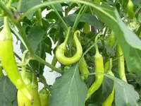 laune_der_natur.webp