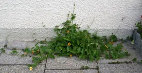 DSC03697.webp