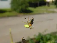 Monsterspinne038.webp