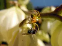 Monsterspinne040.webp