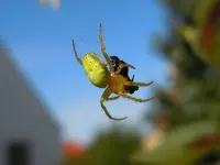 Monsterspinne064.webp