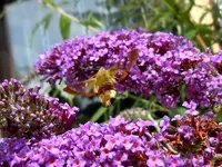 Schmetterling335.webp
