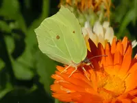 Schmetterling337.webp