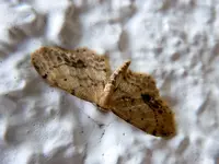 Schmetterling338.webp