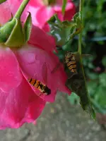 270.webp