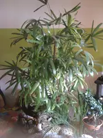 06.07.11 030.webp