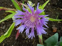 Blüten256.webp