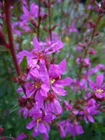 Blüten132.webp